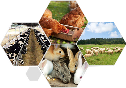 精益求精的品質(zhì) 產(chǎn)品更優(yōu)良、更安全衛(wèi)生、更環(huán)保